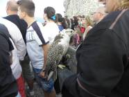 Un salto nel Medioevo con i Falconieri del Rosone alla Rocca medievale di Montecelio - Foto di Luciano Fioravanti