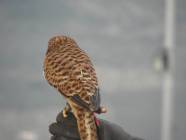 Un salto nel Medioevo con i Falconieri del Rosone alla Rocca medievale di Montecelio - Foto di Luciano Fioravanti