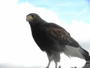 Un salto nel Medioevo con i Falconieri del Rosone alla Rocca medievale di Montecelio - Foto di Luciano Fioravanti