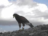 Un salto nel Medioevo con i Falconieri del Rosone alla Rocca medievale di Montecelio - Foto di Luciano Fioravanti