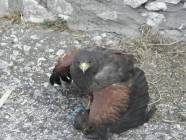 Un salto nel Medioevo con i Falconieri del Rosone alla Rocca medievale di Montecelio - Foto di Luciano Fioravanti