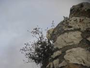 Un salto nel Medioevo con i Falconieri del Rosone alla Rocca medievale di Montecelio - Foto di Luciano Fioravanti