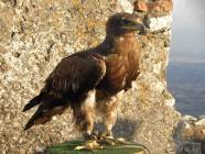 Un salto nel Medioevo con i Falconieri del Rosone alla Rocca medievale di Montecelio - Foto di Luciano Fioravanti