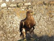 Un salto nel Medioevo con i Falconieri del Rosone alla Rocca medievale di Montecelio - Foto di Luciano Fioravanti