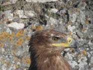 Un salto nel Medioevo con i Falconieri del Rosone alla Rocca medievale di Montecelio - Foto di Luciano Fioravanti