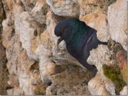 "Piccioni di Montecelio" foto di Marco Pompili